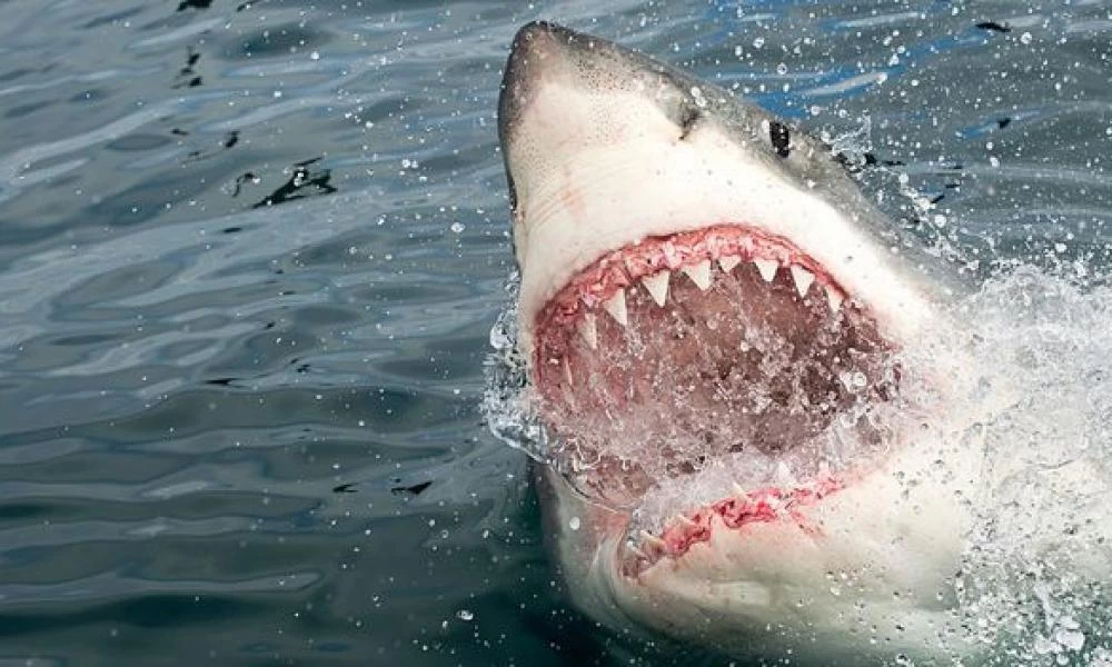 Σέρφερ έπαιξε την ζωή του ''κορώνα-γράμματα'' - Βίντεο-σοκ με καρχαρία